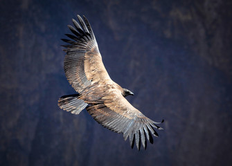 Andean condor over the Colca Canyon