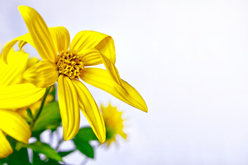 bright and colorful flowers marigolds. autumn landscape.