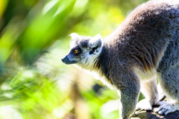 Kattas playing on trees