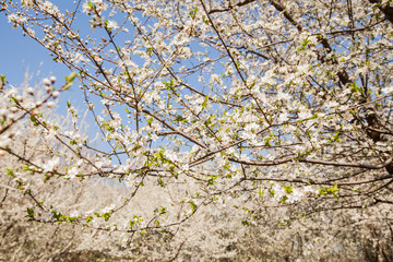 Fototapeta premium Spring flower blooming, blossoming tree.