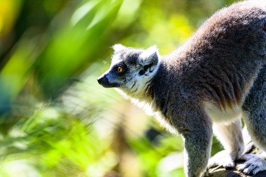 Kattas playing on trees