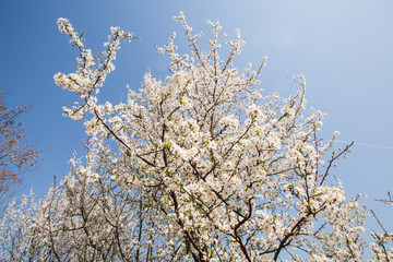  Spring flower blooming, blossoming tree.