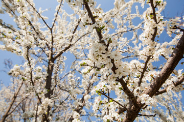  Spring flower blooming, blossoming tree.