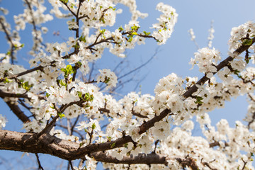  Spring flower blooming, blossoming tree.