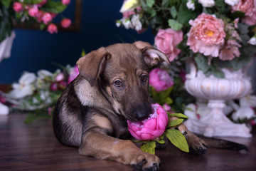Cute puppy lying on the floor with flowers