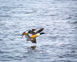 Common Mergansers in flight over water