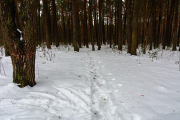 Forest road and trail melted away in the winter forest