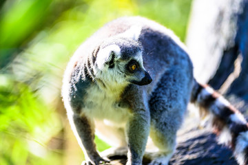 Kattas playing on trees