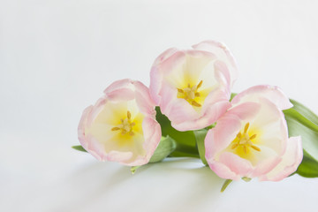Fototapeta na wymiar Pink tulips on white background