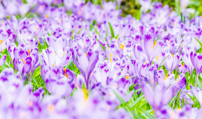 The field with crocuses in the wild nature