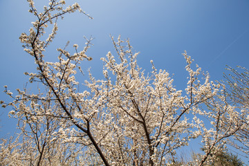 Spring flower blooming, blossoming tree.