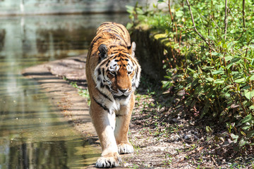 Tiger - Panthera tigris