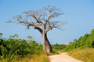 grand baobab près de la route la savane