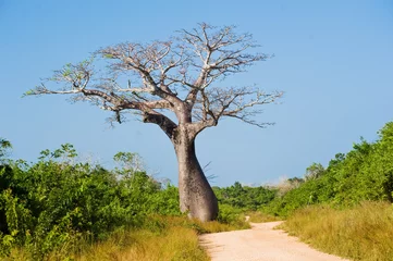 Papier Peint photo Lavable Baobab grand baobab près de la route la savane