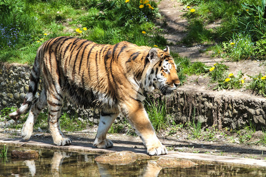 Tiger - Panthera tigris