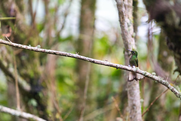 A beautiful turquoise and blue hummingbird in the cloud forest at the Recinto del Pensamiento nature reserve near Manizales, Colombia.