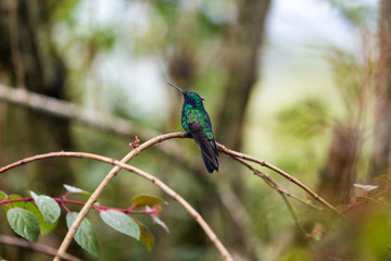 A beautiful turquoise and blue hummingbird in the cloud forest at the Recinto del Pensamiento nature reserve near Manizales, Colombia.