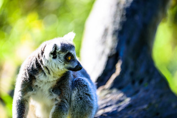 Kattas playing on trees