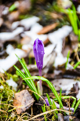 The field with crocuses in the wild nature