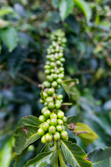 Portrait view of newly formed green coffee beans on a coffee tree at an organic coffee plantation near Chinchina, Colombia.