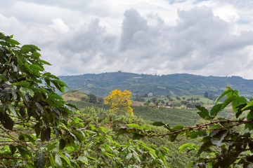 A yellow tree grows in the middle of a coffee plantation near Chinchina, Colombia.