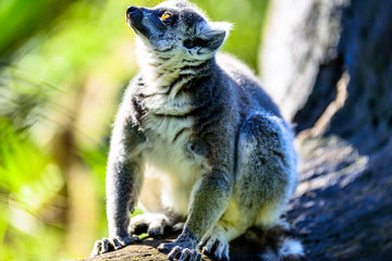 Kattas playing on trees