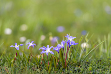 Blooming lesser glory-of-the-snow bulbs in the early spring season