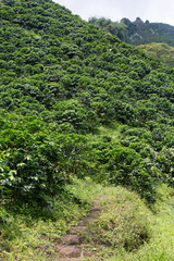 Fototapeta na wymiar A path leads up into a mountain that is draped in coffee trees as far as the eye can see near Chinchina, Colombia.