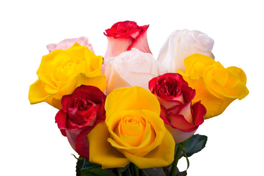 Colorful roses isolated