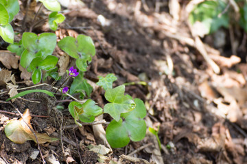 flowers of the undergrowth among the leaves