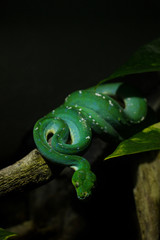 Closeup of a green tree python - Morelia viridis