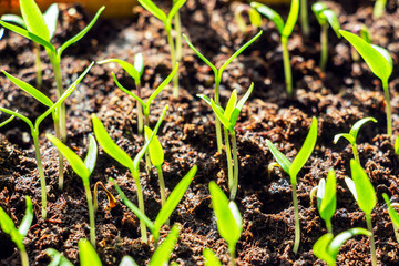 The green shoots of the seedlings emerge from the soil. Selective focus 1