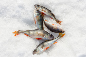 Fish river perch is in the ice. Winter ice fishing