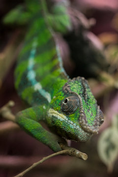 Closeup on a green chameleon with focus on his eye
