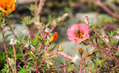 bee pollinating a flower