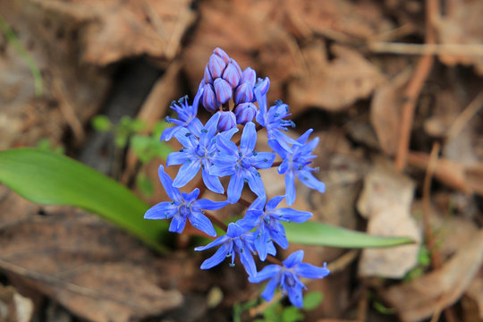 first spring flowres