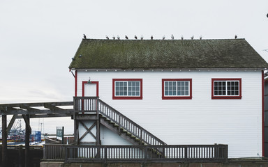 Seagulls on a House