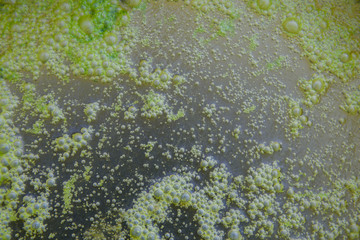 background of green  water bubbles