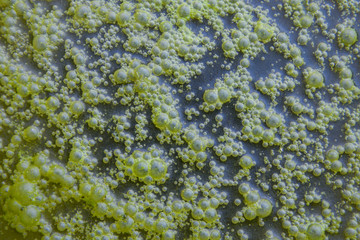 Obraz premium background of green water bubbles