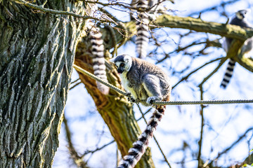 Kattas playing on trees