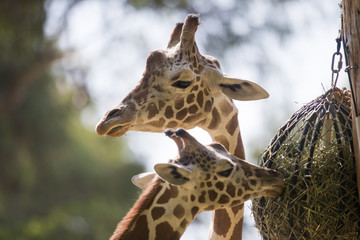 Giraffe