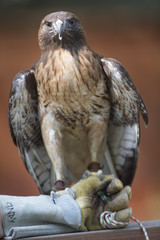 Birds, Flamingo, Cuckoo, Owl, flying, Magpie, Egret, beak, Hawk