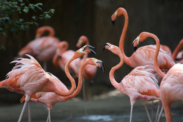 Birds, Flamingo, Cuckoo, Owl, flying, Magpie, Egret, beak, Hawk