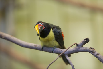 Birds, Flamingo, Cuckoo, Owl, flying, Magpie, Egret, beak, Hawk