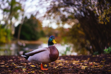 A Duck at the Park