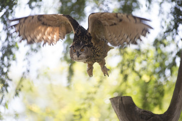 Birds, Flamingo, Cuckoo, Owl, flying, Magpie, Egret, beak, Hawk