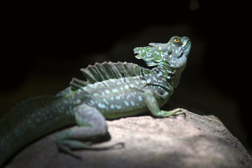 Lizard, Dragon at the Zoo