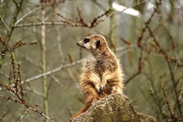 Obraz premium ..............Suricata suricatta, Erdmännchen, Tiere, Säugetiere, Tiergarten, Zoo