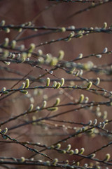 Kwitnące bazie © Agnieszka Rodowicz