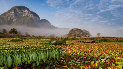 Vineales Cuba tobacco plantations